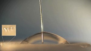 Developing an elastic magnetic field micropillars | Britannica