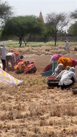खेती में किसान राजस्थानी गीत के साथ लावणी #khetibadi #farmer #farminglife #rajasthani #marwadi #geet