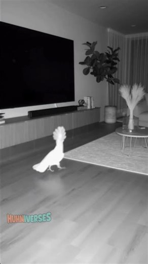 Can we please have one normal night ? #birds #parrot