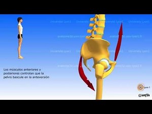 La colocacion de la pelvis. La bisagra lumbar-sacral