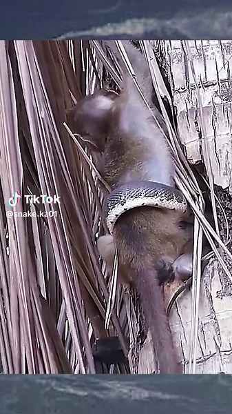 #snake #animals #animalword #wildanimals #python #monkey