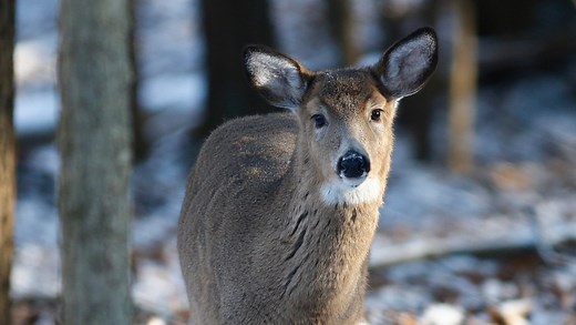 Dave Henderson Outdoors: Here are the facts behind the whitetail deer rut