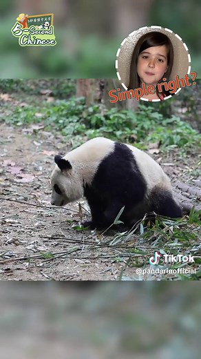 Pandarin on TikTok