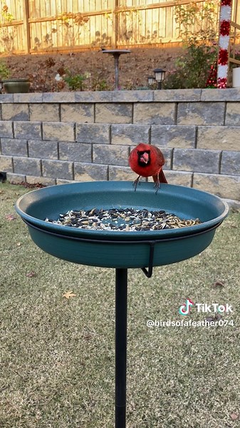 Male cardinal ❤️ #birdfeeder #birdwatching #birdfeeding #birds #birdcam
