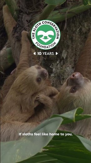 Have you ever wondered why Sloths mean so much to you? 💚
