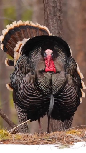 Dino Guy | Happy Turkey day to everyone in the states! #Dinosaur #dino #turkey #prehistory | Instagram