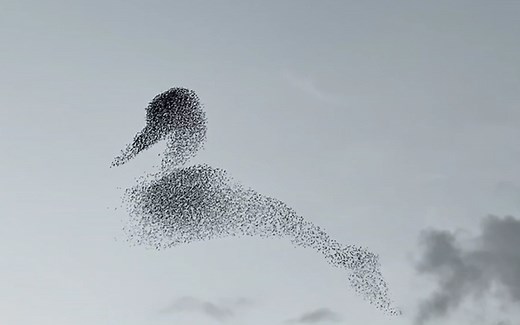 一群椋鸟天上飞 一会儿“变”成蛇 一会儿“变”成鸭