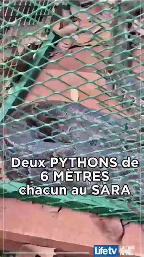 Pythons géants au SARA 2025 : une expérience inoubliable