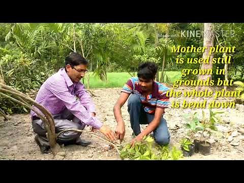 How the Sapodilla ( Chikoo ) Tree is Grafted // A Video directly from the Nursery.