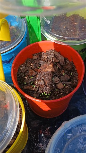 Avery and I began planting these herbs, and then Bella came to help us with the rest. We planted different varieties of edible herbs, including thyme. I am looking forward to sharing this experience with Avery, as it reminds me of the fond memories I have of planting with my girls and their dad when they were smaller. | Rosie Juarez