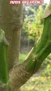 Easy way to propagate papaya plants🥭 | How to air layering papaya plant #gardening #plants #shorts