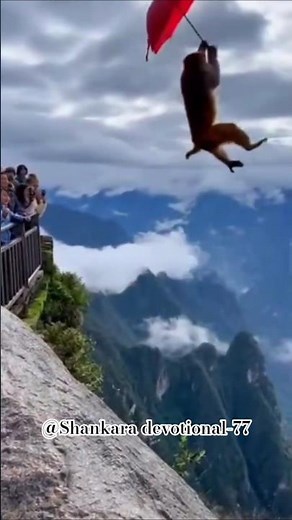 Monkey flying in Air 🤣❤️#trending #monkey #viral