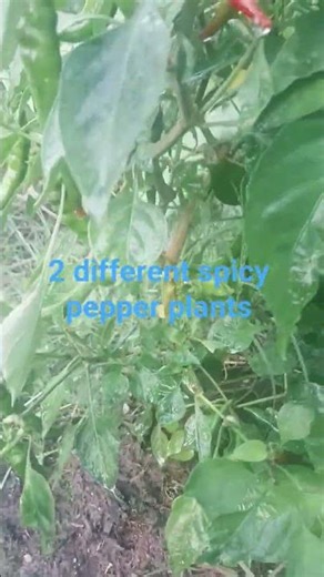 2 different 🌶 😛 spicy pepper plants #spicy #pov #garden