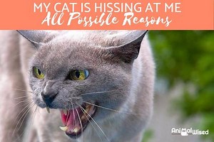 My Cat is Hissing at Me All of a Sudden - Why a Cat Hisses