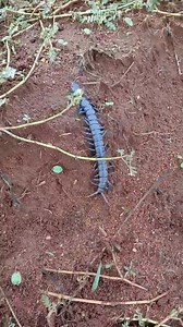 Look How Fast This Centipede Moves