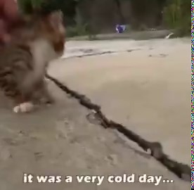 Kind man rescues a freezing kitten from the cold