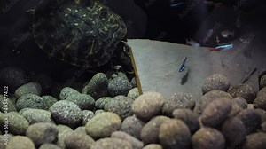 Static slow motion shot of a yellow belly slider turtles (Trachemys scripta troostii) shell side. He is searching under the big stone for food. On the ground is black lava round rock.