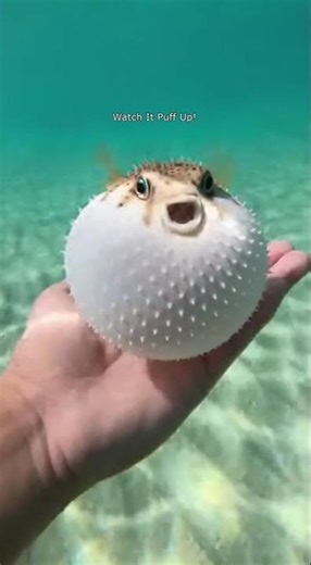 Amazing Pufferfish Transformation in Crystal Clear Waters