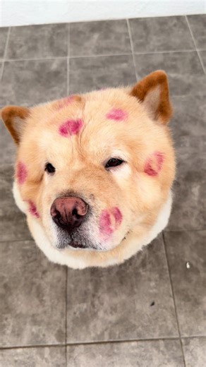 Happy Valentine's Day with Chow Chow Dogs