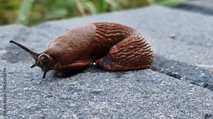 Close up of the red slug moving and investigating environment. Slug Arion rufus, also known as large red slug, chocolate arion and European red slug