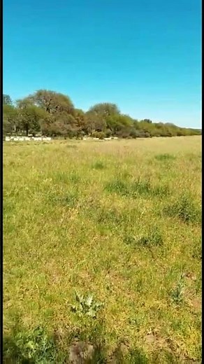 Que es la flora apicola o floración de apicultura, cq es necesario saber el origen de las flores