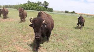 19K views · 999 reactions | GUESS WHAT?!?! We are only one month away from Season 17 of The Texas Bucket List! Who's ready to see more exciting stops across the Lone Star State?!?! Where should we go this season? TO TEXAS!!! | The Texas Bucket List | Facebook