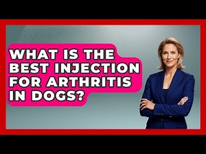 What Is The Best Injection For Arthritis In Dogs? - Orthopedic Support Network
