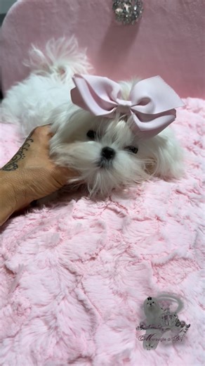 ✨ “Zephyr — tiny as a whisper, stunning as a miracle… too perfect to seem real…” #maltese #maltes #malteseofficial #puppy #puppylove #miniature #maltesepuppy #puppiesofinstagram #petlovers #dog #teacup #cute #exclusive | Meraviglie di Bry �maltese