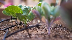 Irrigation Systems for Watering Raised Beds