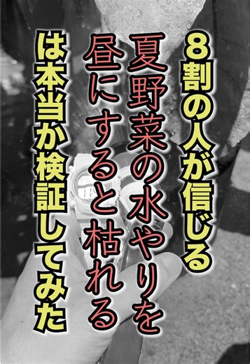 夏野菜の水やり：昼は枯れる？検証結果