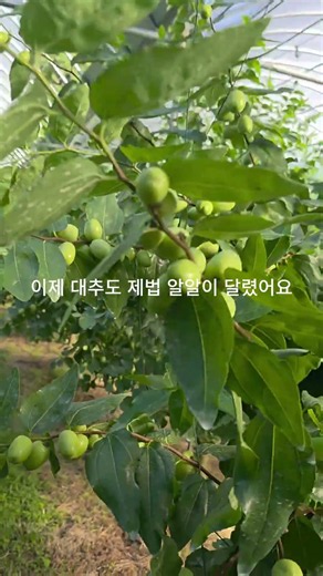대추밭에 귀여운 손님이 찾아왔어요🐸넘은골농원 #보은대추 #보은생대추 #gap인증 #가을과일 #농부의정성 #농산물직거래 #농장직거래 #달콤아삭 #대추 #대추농사