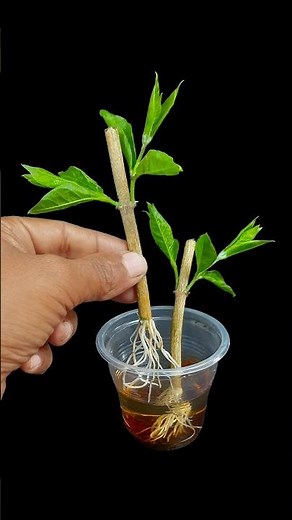 Growing jasmine flower plant from stem | Simple method for beginners