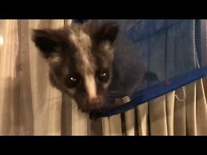 ハクビシンの赤ちゃん ドライイチゴをあげてみる（保護して2ヶ月12日）