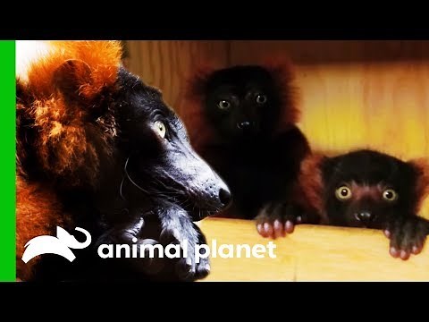 Baby Red Ruff Lemurs Get Ready To Go On Exhibit | The Zoo