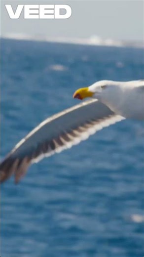 Albatross Endless Flight! 🦅✈️