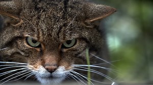 The survival strategy that helps the Scottish wildcat dominate small prey
