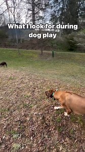 9.4K views · 126 reactions | When two dogs are playing, the first...