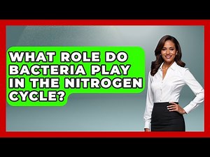 What Role Do Bacteria Play In The Nitrogen Cycle? - Biology For Everyone