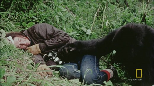 Dian Fossey loved all mountain gorillas, but a bright eyed baby named Digit became her favorite. | National Geographic TV