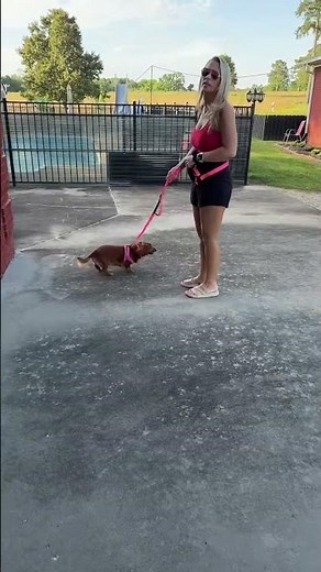 Hands Free Dog Leash with Zipper Pouch, Dual Padded Handles and Durable Bungee for Walking, Jogging