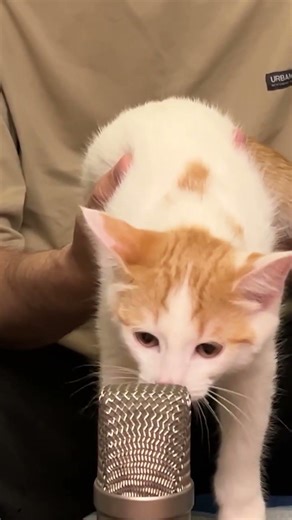 Relaxing Purring Compilation