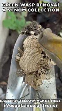 INTENSE DEFENSIVE RESPONSE FROM YELLOWJACKET GROUND NEST! INSTANTLY TRIGGERED T0 ATTACK AND STING!