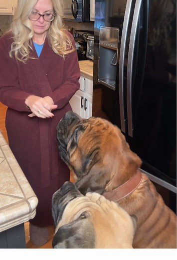 Morning Routine with Our English Mastiff Dog