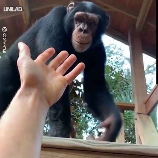 Yo quisiera ser civilizado como los animales