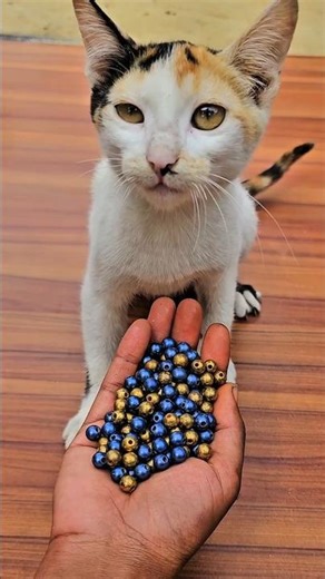 ASMR Cat with Colorful Beads 🌈 Reverse Satisfying Fun | Relaxing Sleep & Stress Relief