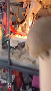 9.2K views · 793 reactions | #poppyprairiedog #prairiedog #sundayfunday #pet #love #best #cute #CM #dog #man #fyp | Poppy Prairie Dog | Facebook