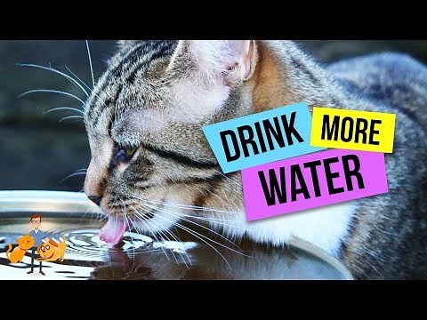 How To Get Your Cat to Drink More Water: top 10 strategies