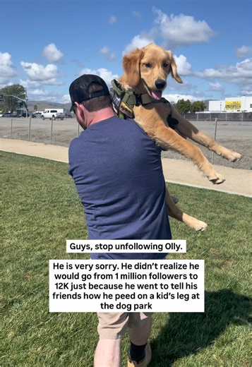 Understanding Forgiveness in Pet Relationships