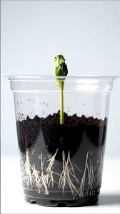 Strawberry - Time Lapse