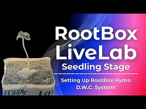 Deep Water Culture System Setup for Seedling Stage Plant | RootBox LiveLab EP4